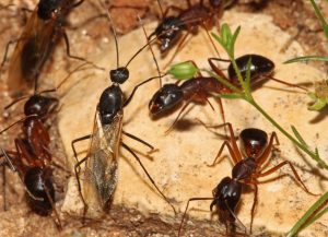 Read more about the article Camponotus mating flight