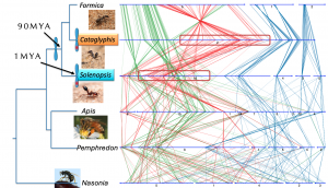 Read more about the article Cataglyphis social chromosome preprint is out!